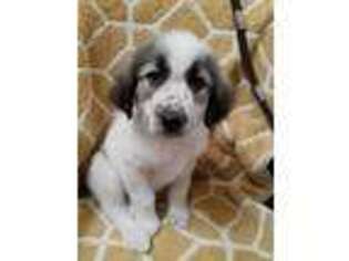 Great Pyrenees Puppy for sale in Marshall, TX, USA