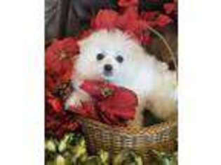 Maltipom Puppy for sale in Vine Grove, KY, USA