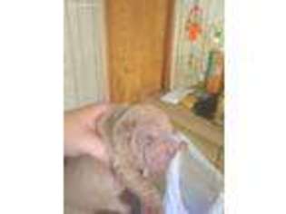 Mutt Puppy for sale in Bob White, WV, USA