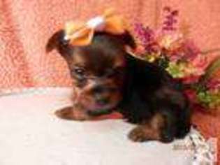 Yorkshire Terrier Puppy for sale in BEAVER FALLS, PA, USA