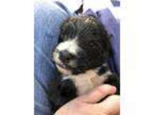 Mutt Puppy for sale in Blairsville, GA, USA
