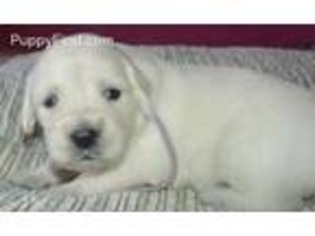 Mutt Puppy for sale in Larned, KS, USA