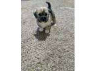 Shorkie Tzu Puppy for sale in Belton, MO, USA