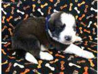 Bernese Mountain Dog Puppy for sale in Clarksburg, WV, USA