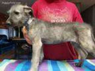 Medium Photo #1 Irish Wolfhound Puppy For Sale in Scottsville, KY, USA
