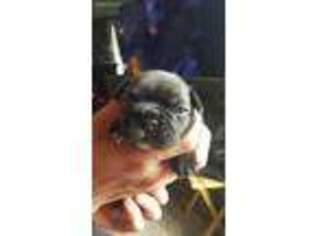 French Bulldog Puppy for sale in Buckeye Lake, OH, USA
