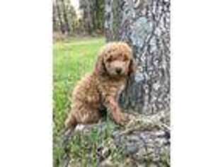 Mutt Puppy for sale in Marshall, TX, USA