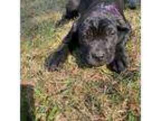 Cane Corso Puppy for sale in Belleview, MO, USA