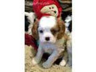 Cavalier King Charles Spaniel Puppy for sale in Crestline, CA, USA