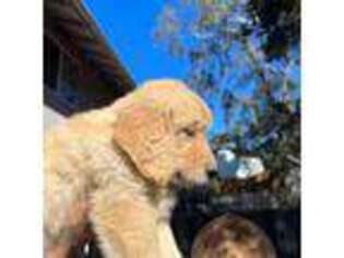 Golden Retriever Puppy for sale in Monterey, CA, USA