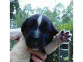 Newfoundland Puppy for sale in Remlap, AL, USA