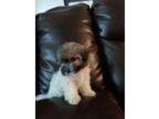 Havanese Puppy for sale in Macclenny, FL, USA