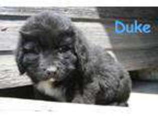 Newfoundland Puppy for sale in OXFORD, NE, USA