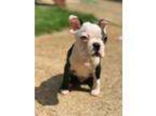 Boston Terrier Puppy for sale in Hiram, GA, USA