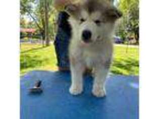 Alaskan Malamute Puppy for sale in New Hudson, MI, USA
