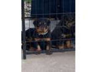 Rottweiler Puppy for sale in Nampa, ID, USA