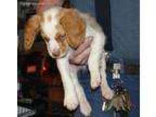 Brittany Puppy for sale in Coldwater, MI, USA