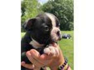 Boston Terrier Puppy for sale in Angola, IN, USA