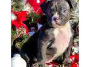 Mutt Puppy for sale in Macon, GA, USA