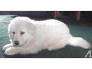 Mutt Puppy for sale in BURNETTSVILLE, IN, USA