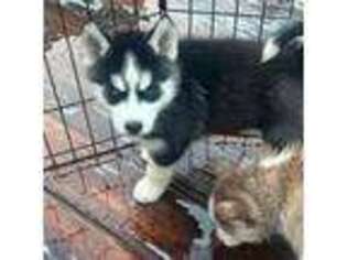 Siberian Husky Puppy for sale in Derry, NH, USA