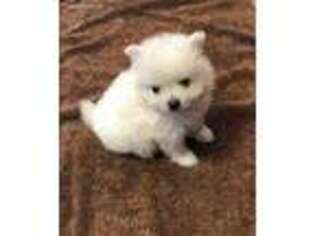 Pomeranian Puppy for sale in Norwalk, OH, USA