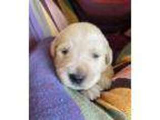 Golden Retriever Puppy for sale in Shamokin, PA, USA
