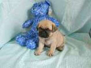 Pug Puppy for sale in Rudy, AR, USA