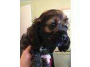 Cocker Spaniel Puppy for sale in Bossier City, LA, USA