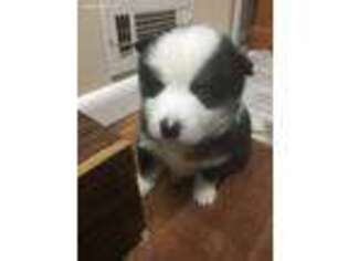 Mutt Puppy for sale in Cave City, AR, USA