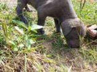 Mastiff Puppy for sale in Saint Matthews, SC, USA