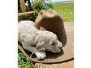 Goldendoodle Puppy for sale in Pueblo, CO, USA