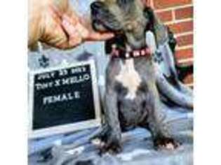 Great Dane Puppy for sale in High Springs, FL, USA