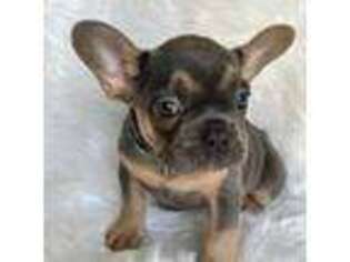 French Bulldog Puppy for sale in Sparta, MI, USA