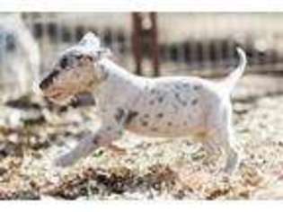 Great Dane Puppy for sale in Faxon, OK, USA