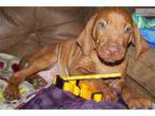 Vizsla Puppy for sale in Victoria, TX, USA