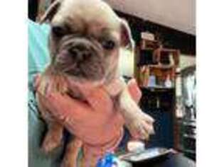 French Bulldog Puppy for sale in Chillicothe, OH, USA