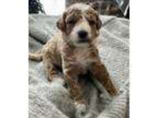 Goldendoodle Puppy for sale in Phillips, WI, USA