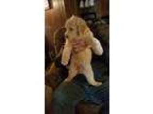 Goldendoodle Puppy for sale in Willard, UT, USA