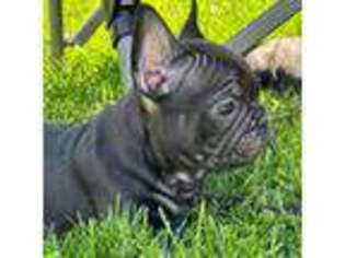 French Bulldog Puppy for sale in Ottawa, IL, USA