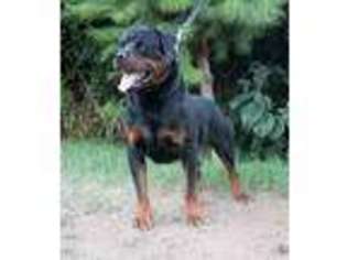 Rottweiler Puppy for sale in Bloomington, CA, USA