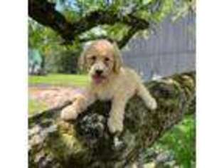 Goldendoodle Puppy for sale in Springfield, MA, USA