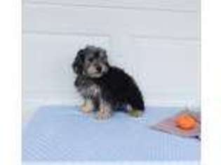 Yorkshire Terrier Puppy for sale in Dover, OH, USA