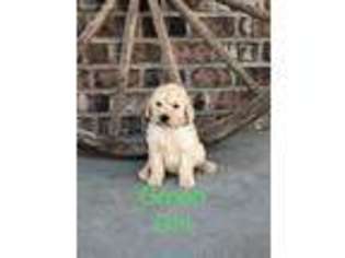 Goldendoodle Puppy for sale in Breese, IL, USA