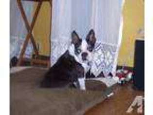 Boston Terrier Puppy for sale in BUNKER HILL, WV, USA