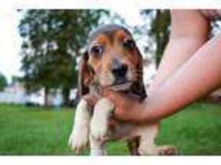 Beagle Puppy for sale in Auburn, KY, USA