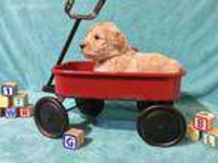 Goldendoodle Puppy for sale in San Augustine, TX, USA