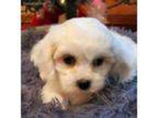 Cavachon Puppy for sale in Doon, IA, USA