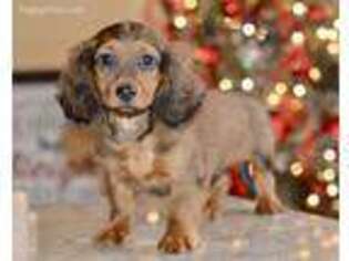 Dachshund Puppy for sale in Anderson, MO, USA