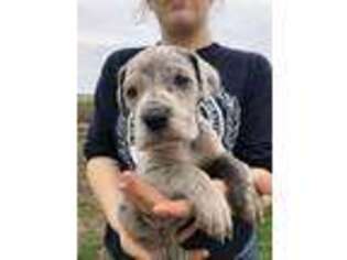 Great Dane Puppy for sale in Kansas City, MO, USA